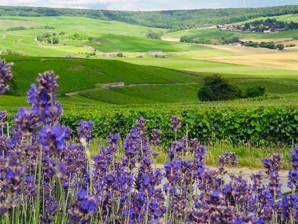 Fleury-la-Riviere Floressens En Champagne Terrasse Privative Sur Le Vignobleヴィラ エクステリア 写真