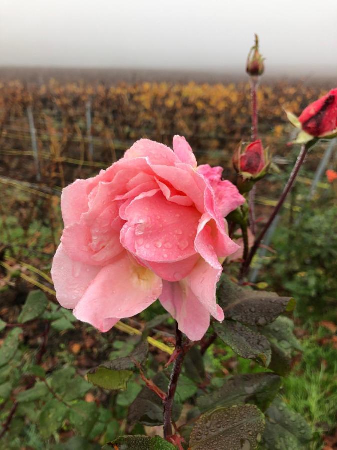 Fleury-la-Riviere Floressens En Champagne Terrasse Privative Sur Le Vignobleヴィラ エクステリア 写真
