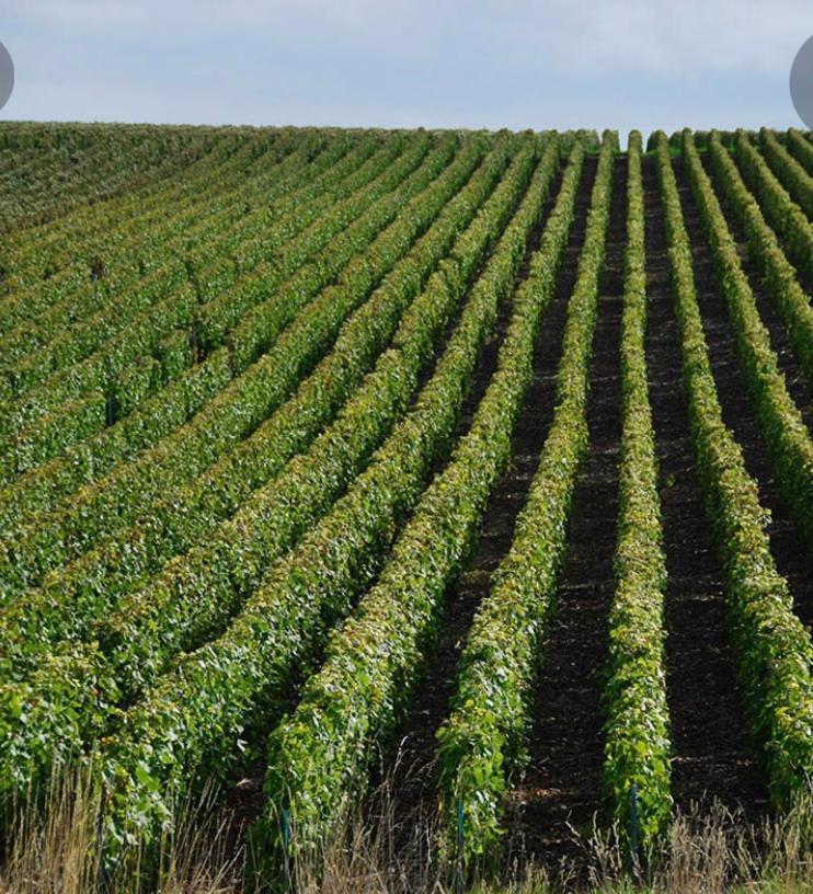 Fleury-la-Riviere Floressens En Champagne Terrasse Privative Sur Le Vignobleヴィラ エクステリア 写真