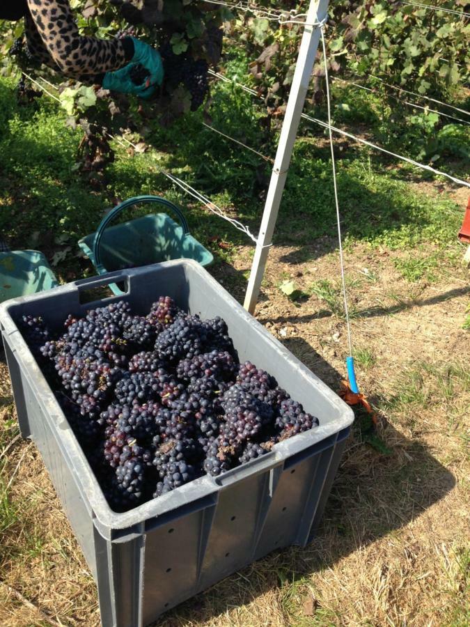 Fleury-la-Riviere Floressens En Champagne Terrasse Privative Sur Le Vignobleヴィラ エクステリア 写真